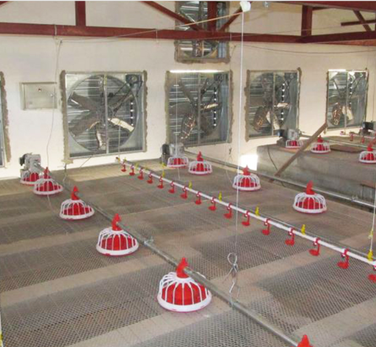 স্বয়ংক্রিয় চিকেন পোল্ট্রি সরঞ্জাম মুরগির খাওয়ানোর লাইন 50-100 কেজি/ঘ 1