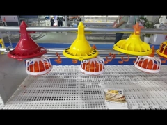 স্বয়ংক্রিয় পোল্ট্রি ফিডিং সিস্টেম